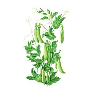 Pea Snap Sugar Daddy Vegetable Seed 50 grams