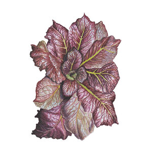 Mustard Red Giant Vegetable Seed 1.5 gm