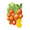 Beet Golden Boy Vegetable Seed 1 gram