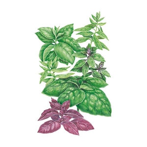 Basil Six Basil Blend Org Vegetable Seed 3 grams