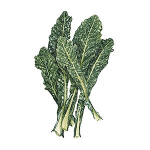 Kale Lacinato Dinosaur Org Vegetable Seed 3 grams