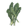Kale Lacinato Dinosaur Org Vegetable Seed 3 grams