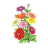 Zinnia Flower Seed Benary's Giant Blend Org 1.5 grams