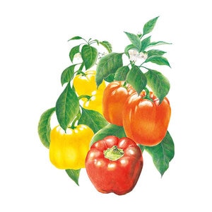 Pepper Sweet Vegetable Seed (grn/r/y) Bells Blend 30 seeds