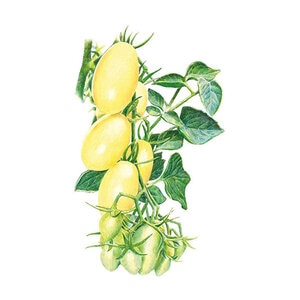 Tomato Vegetable Seed Bush Cream Sausage 25 seeds