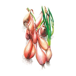Onion Vegetable Seed  Shallot Zebrune (LD) 250 mg