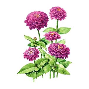 Zinnia Flower Seed Giant Purple Org 500 mg