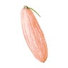 Squash Vegetable Seed Winter Pink Banana 3 grams