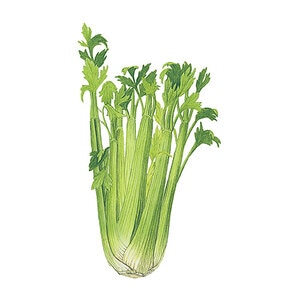 Celery  Vegetable Seed Utah Org 200 mg