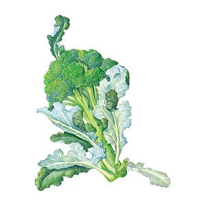 Broccoli Vegetable Seed (classic) Belstar hybrid Org  25 seeds