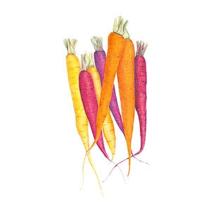 Carrot Vegetable Seed (Blend) Carnival Org 500 mg