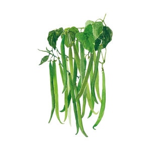 Bean Bush Vegetable Seed French Filet 20 gm