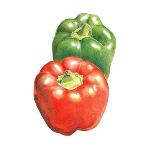 Pepper Sweet (grn/r) Vegetable Seed Cal Wonder Organic 30 seeds