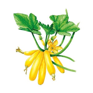 Squash Summer Vegetable Seed Max's Gold hybrid 12 seeds