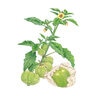 Tomatillo Vegetable Seed Grande Rio Verde Organic 150 mg