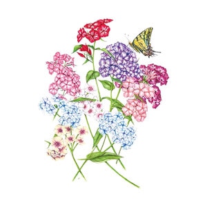 Phlox Flower Seed Grandiflora Starry Eyes Blend 200 mg