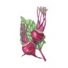 Beet Red Vegetable Seed Early Wonder Organic 2 gm