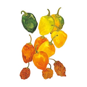 Pepper Chile Habanero Organic Vegetable Seed 30 Seed/Bag