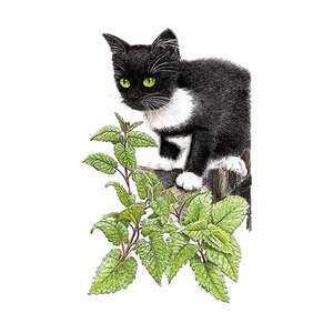 Catnip Organic Vegetable Seed 400 mg