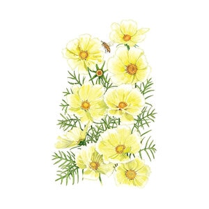 Cosmos Xanthos Flower Seed 25 Seeds
