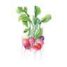 Radish Vegetable Seed Easter Egg Blend Org 2 grams