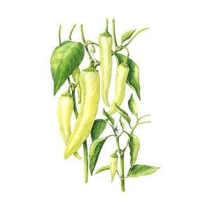 Pepper Vegetable Seed Sweet Banana Org 20 seeds