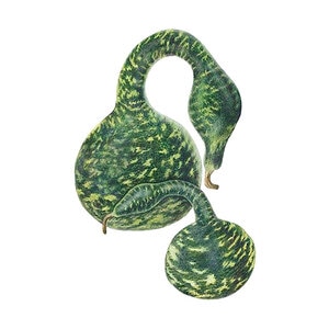 Gourd Seed Speckled Swan 10 seeds