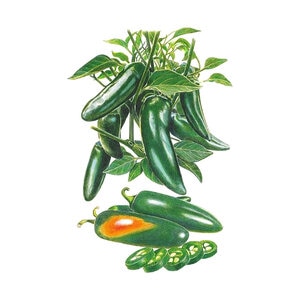 Pepper Vegetable Seed Chile Jalapeno Megatron hybrid 15 seeds