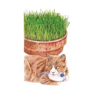 Cat Grass Seed Org 15 grams