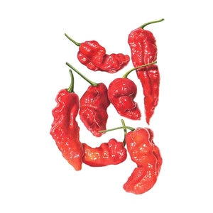 Pepper Vegetable Seed  Chile Ghost Bhut Jolokia 15 seeds