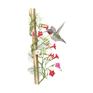 Cypress Flower Seed  Vine Blend 750 mg