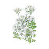 Orlaya Flower Seed White Lace 20 seeds