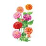 Zinnia Flower Seed  Lilliput Org 500 mg