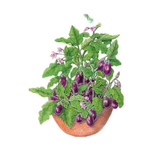 Eggplant Vegetable Seed Jewel Amethyst 12 seeds