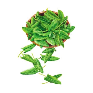 Sorrel Vegetable Seed Common 500 mg