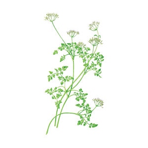 Chervil Herb Seed 1 gram
