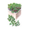 Baby Greens Kale Red Russian Org Vegetable Seed