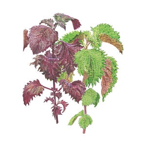 Shiso/Perilla Herb Seed Green & Red 500 mg