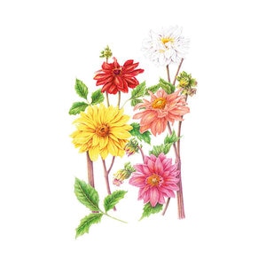 Dahlia Flower Seed actus Blend hybrid 400 mg