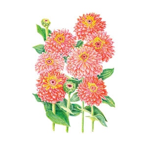 Zinnia Flower Seed Senora 300 mg