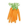 Carrot Scarlet Nantes Organic Vegetable Seed 800 mg