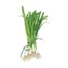 Onion Bunching (white) Vegetable Seed Lisbon 1.5 gm