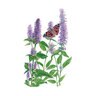 Hyssop Anise  Wildflower Seed 250 mg