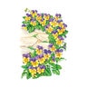 Viola Johnny-Jump-Up Flower Seed 200 mg
