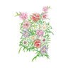 Cottage Pinks Flower Seed Rainbow Loveliness 100 mg