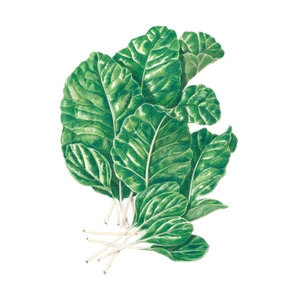 Mustard Spinach Vegetable Seed Tendergreen 3 gm