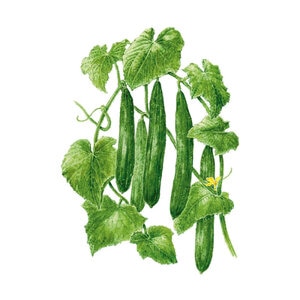 Cucumber Vegetable Seed Tasty Green Organic 12 seeds