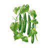 Cucumber Vegetable Seed Tasty Green Organic 12 seeds