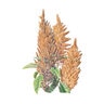 Amaranth Hot Biscuits Flower Seed 300 mg