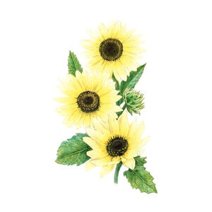 Sunflower Vanilla Ice Flower Seed 500 mg